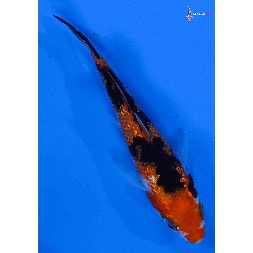 3.5” Imported Gin Rin Sanke