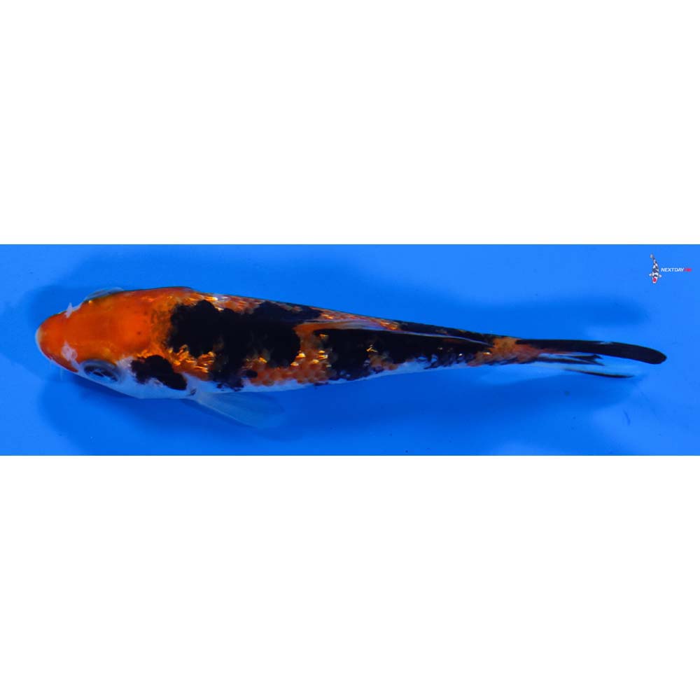 3.5” Imported Gin Rin Sanke