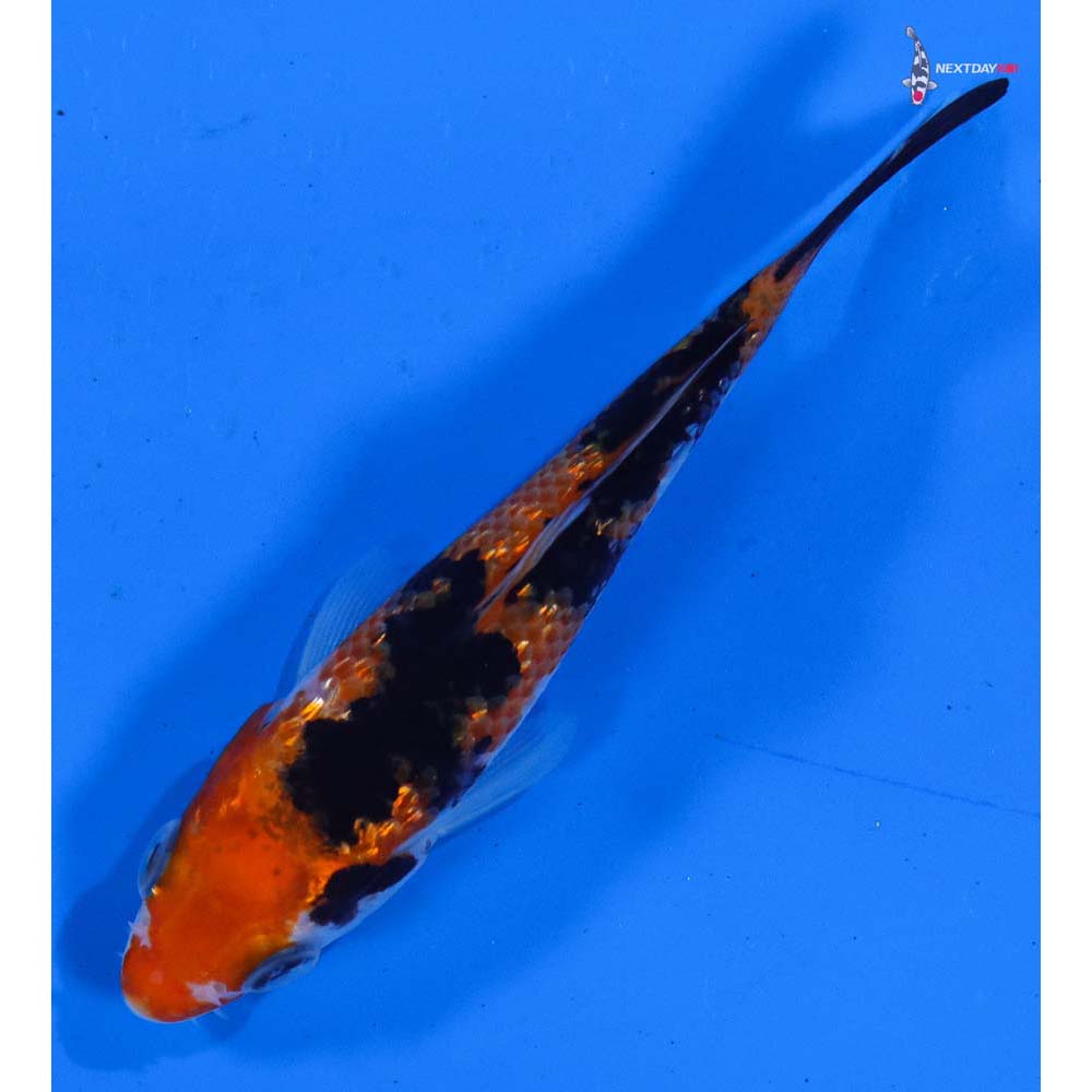 3.5” Imported Gin Rin Sanke