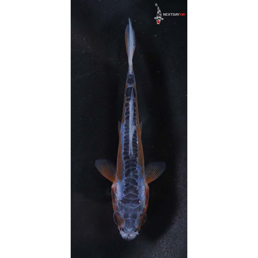 3” Imported Shusui