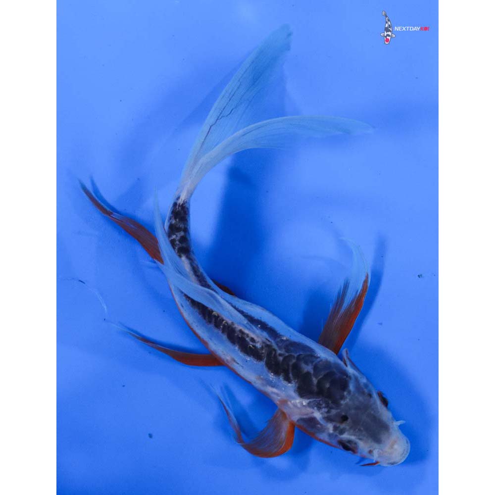 7” Imported Shusui Butterfly Koi
