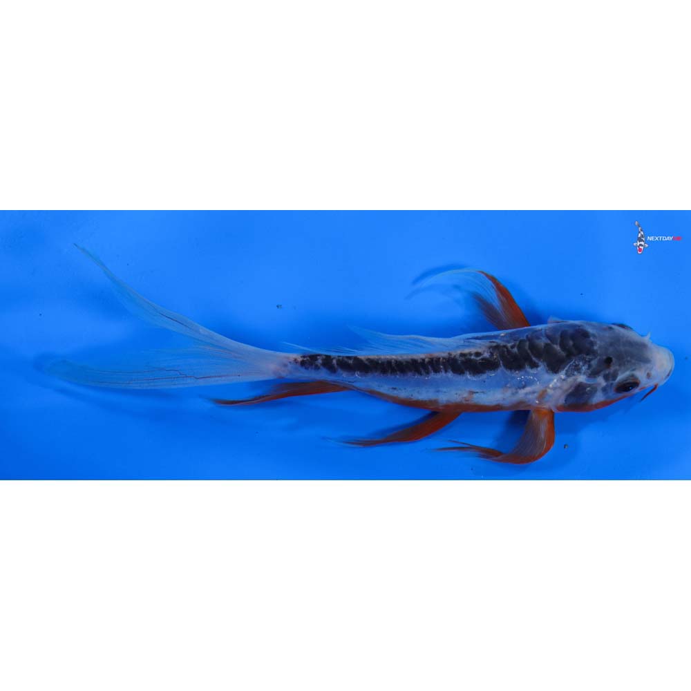 7” Imported Shusui Butterfly Koi