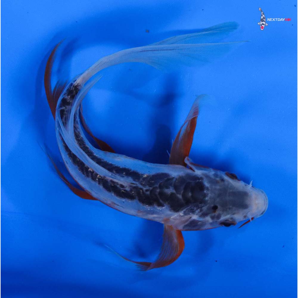 7” Imported Shusui Butterfly Koi