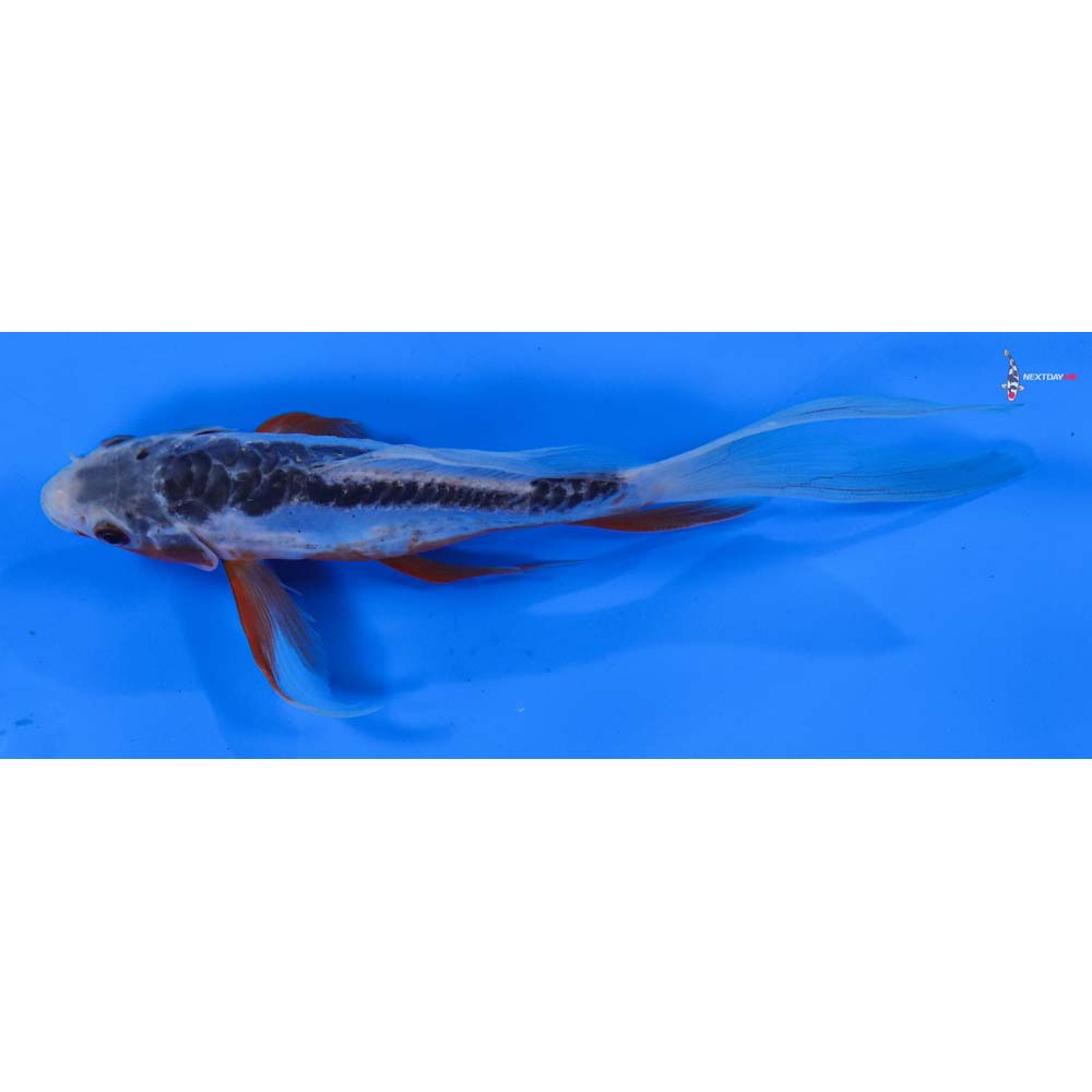 7” Imported Shusui Butterfly Koi