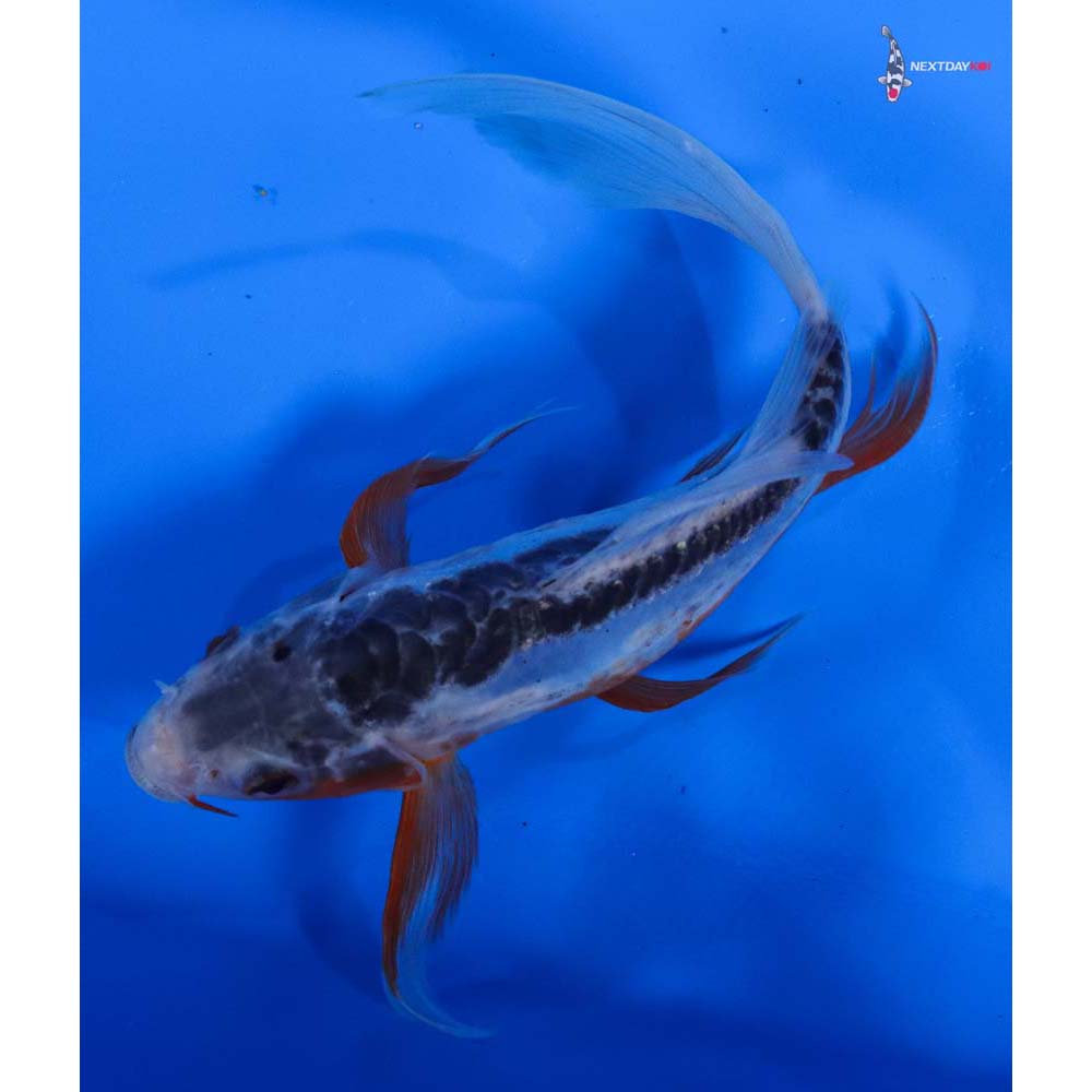 7” Imported Shusui Butterfly Koi