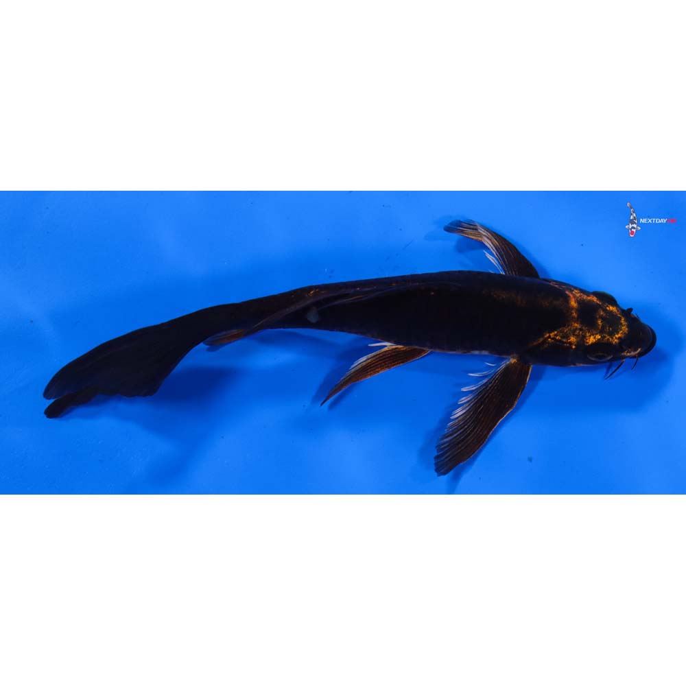 7” Imported Ki Matsuba Butterfly Koi