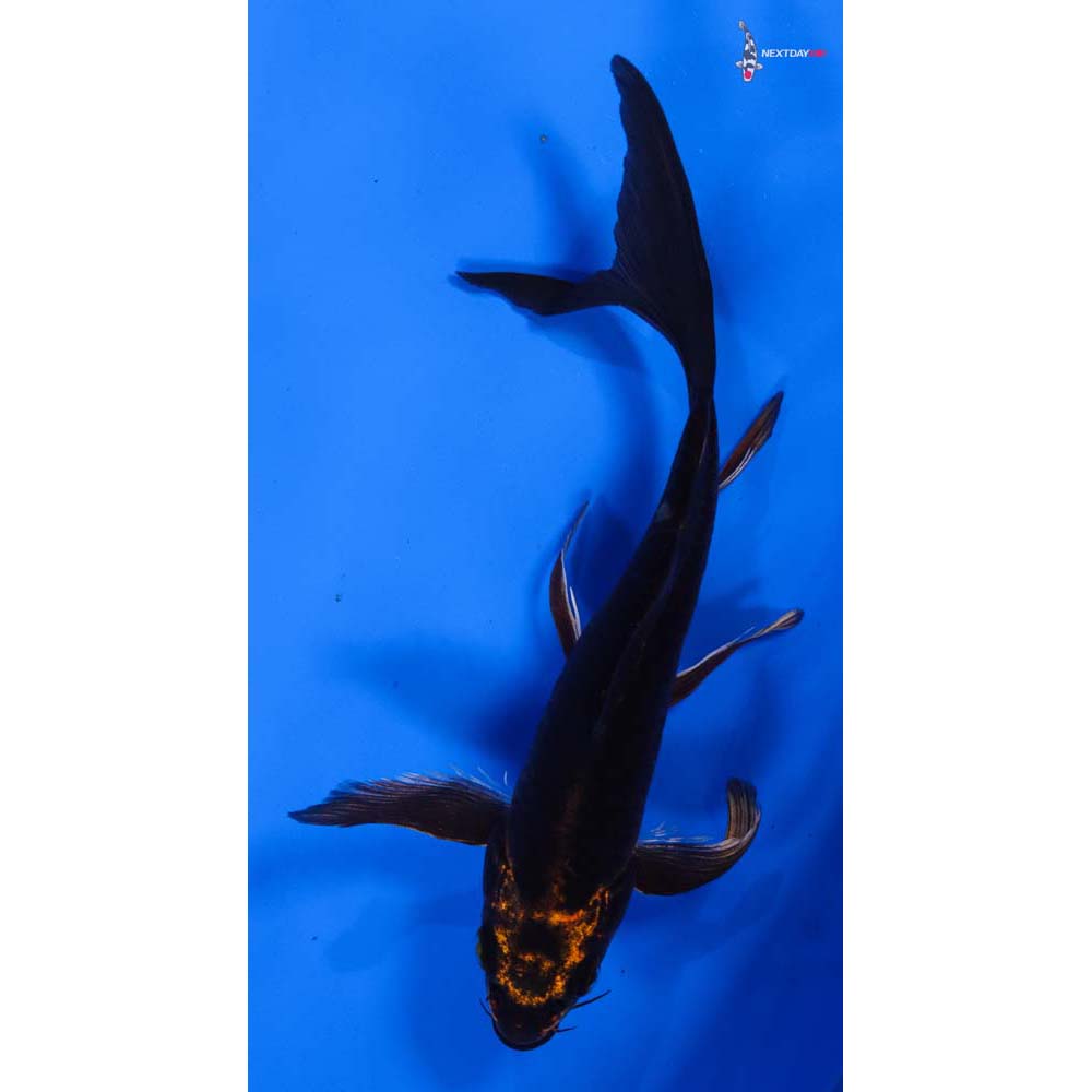 7” Imported Ki Matsuba Butterfly Koi