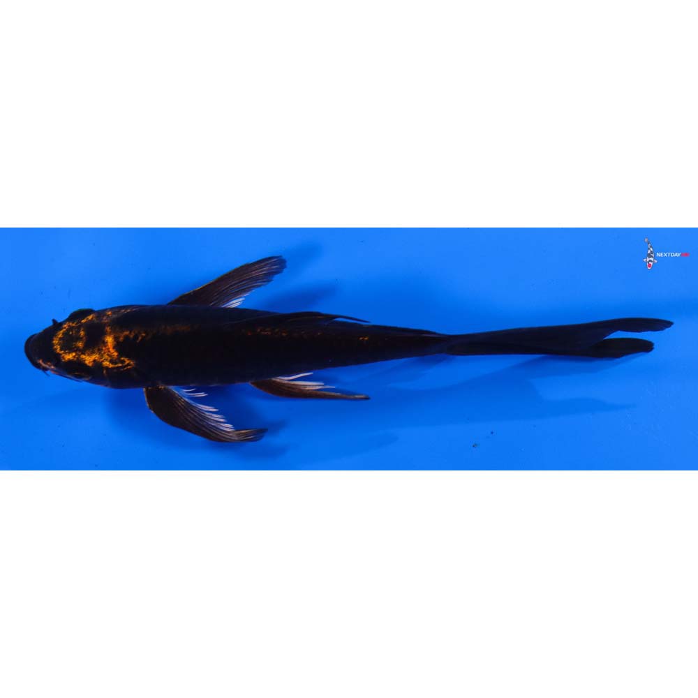 7” Imported Ki Matsuba Butterfly Koi