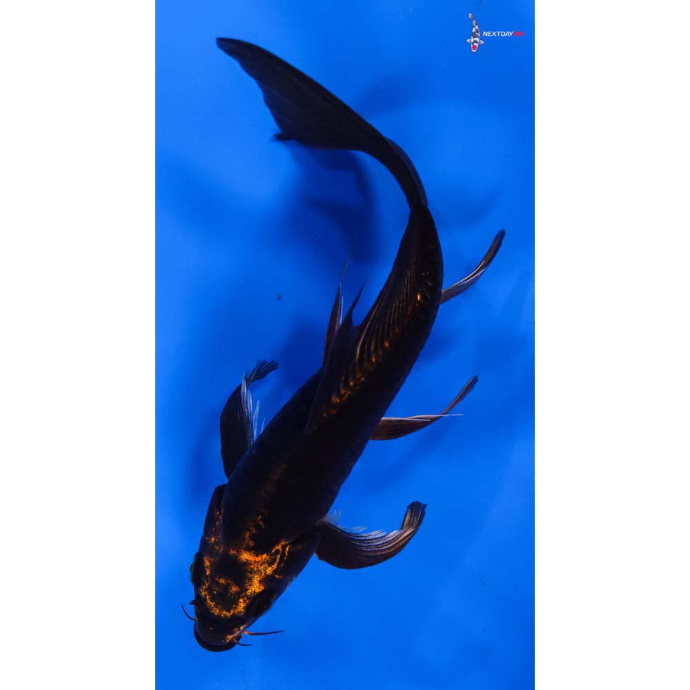 7” Imported Ki Matsuba Butterfly Koi