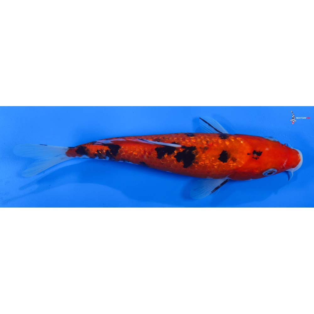 7.5” Imported Gin Rin Aka Bekko