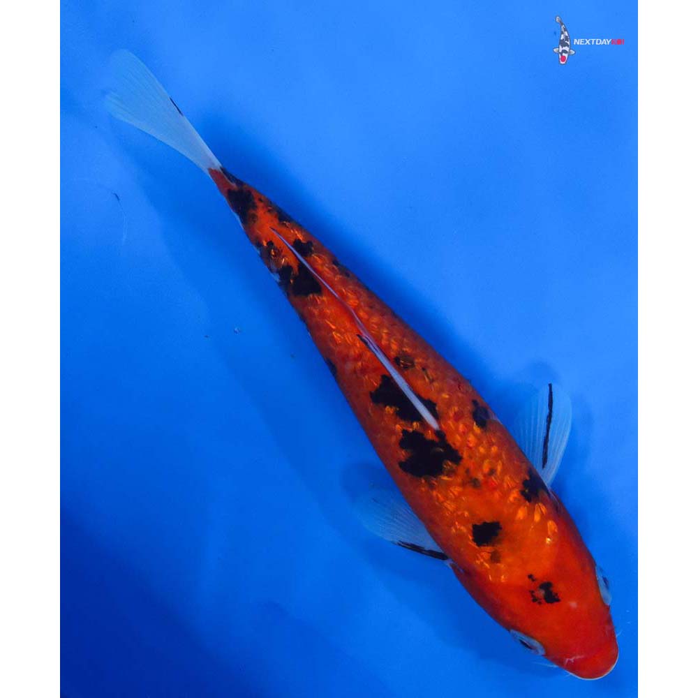 7.5” Imported Gin Rin Aka Bekko