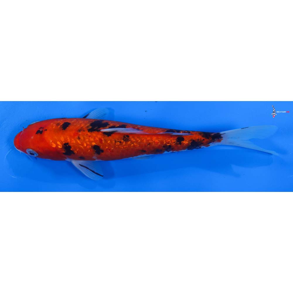 7.5” Imported Gin Rin Aka Bekko