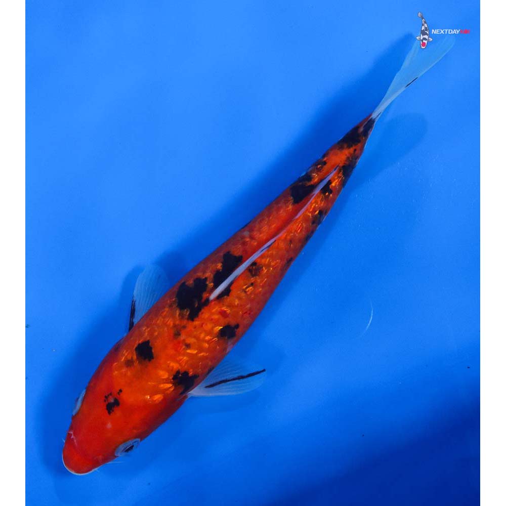 7.5” Imported Gin Rin Aka Bekko