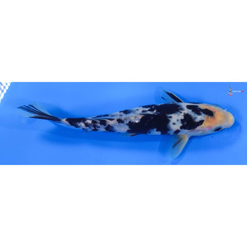 8” Imported Shiro Bekko