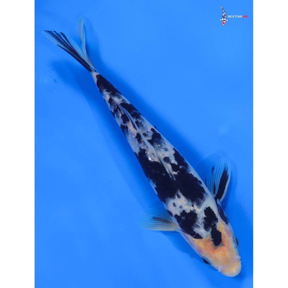 8” Imported Shiro Bekko