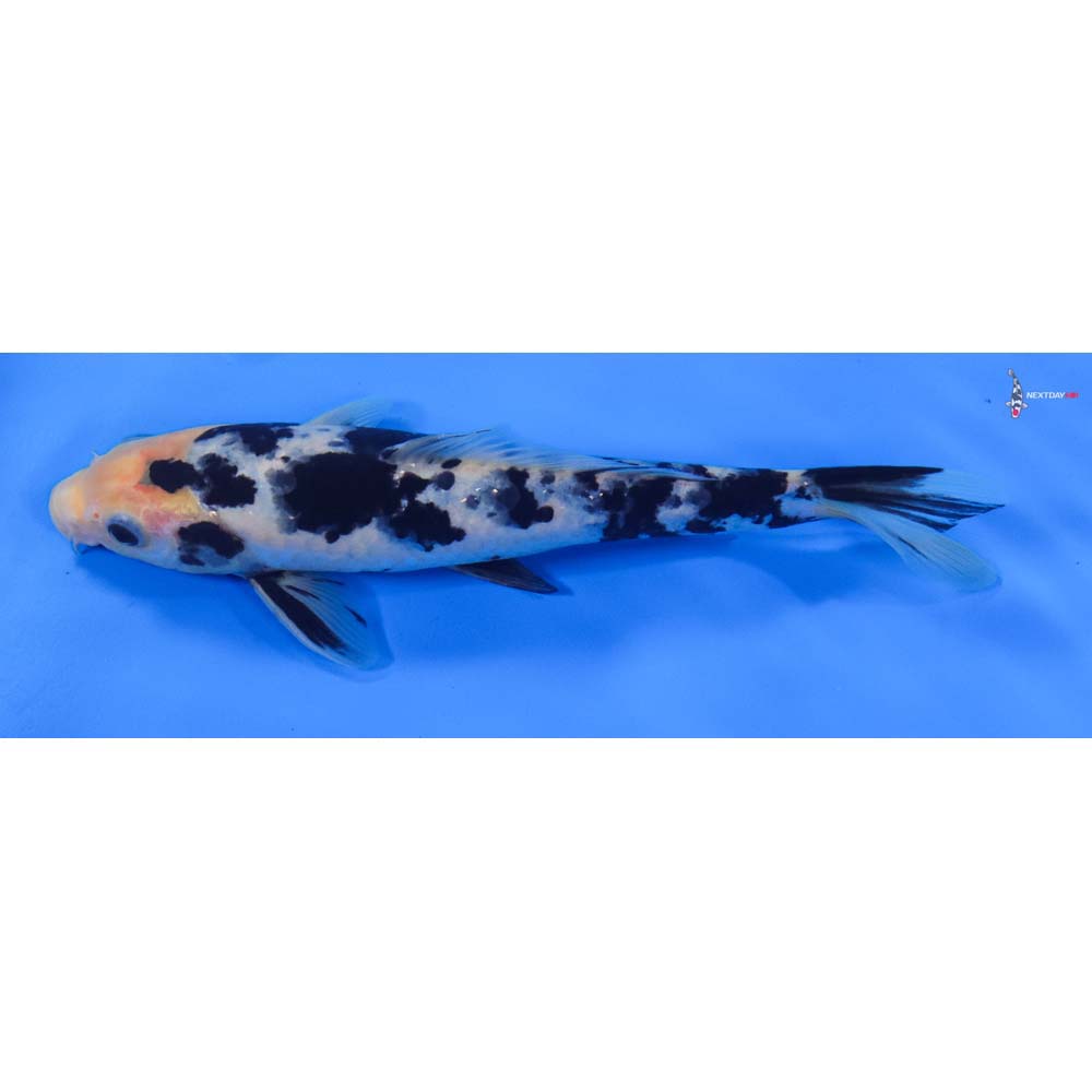8” Imported Shiro Bekko