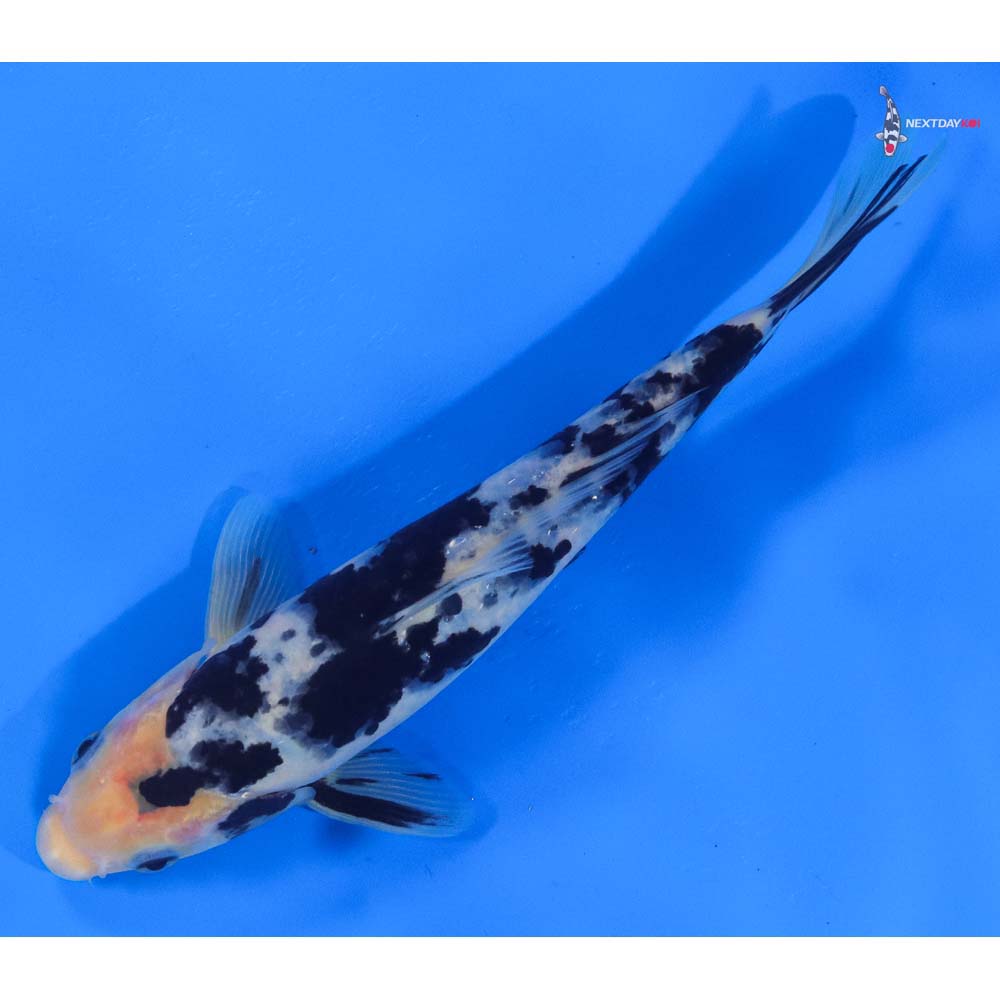 8” Imported Shiro Bekko