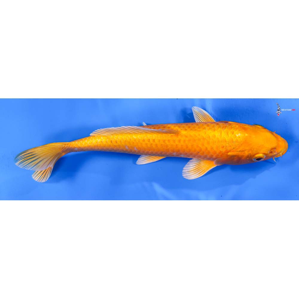 8” Imported Orenji Ogon