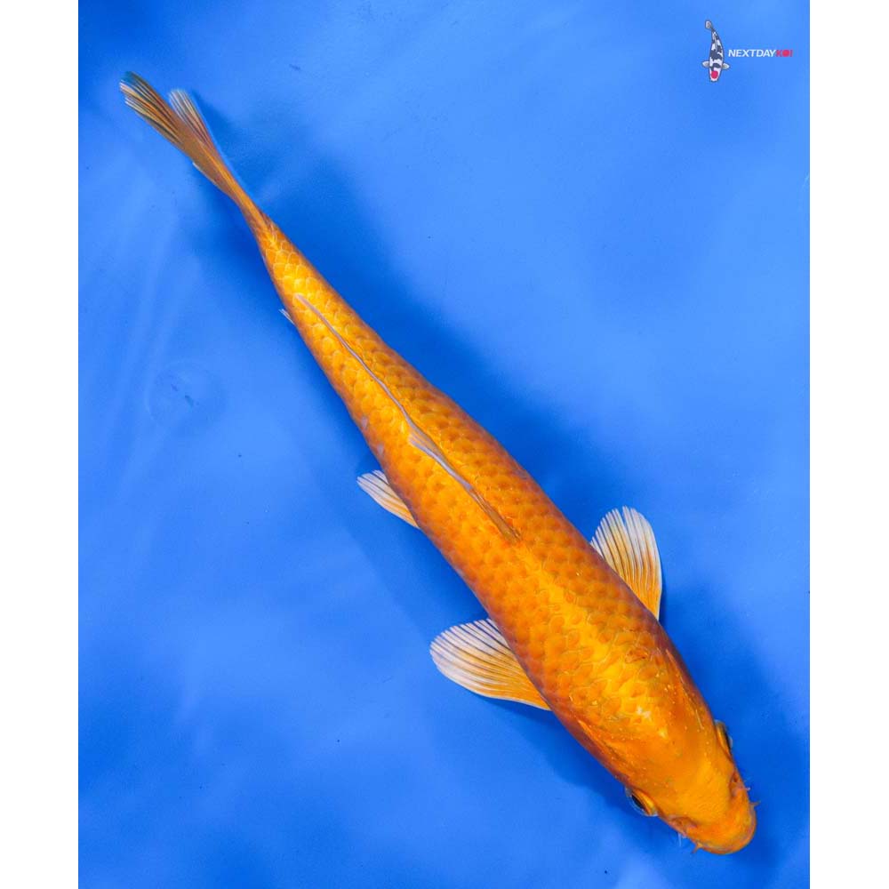 8” Imported Orenji Ogon