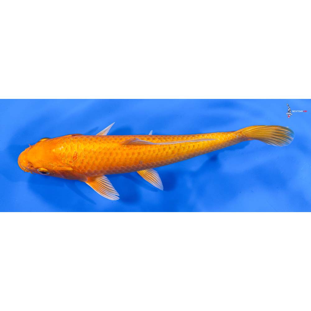 8” Imported Orenji Ogon