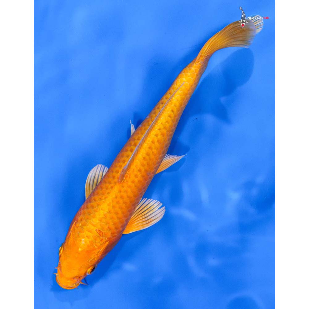 8” Imported Orenji Ogon