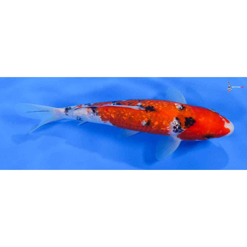 8” Imported Gin Rin Sanke