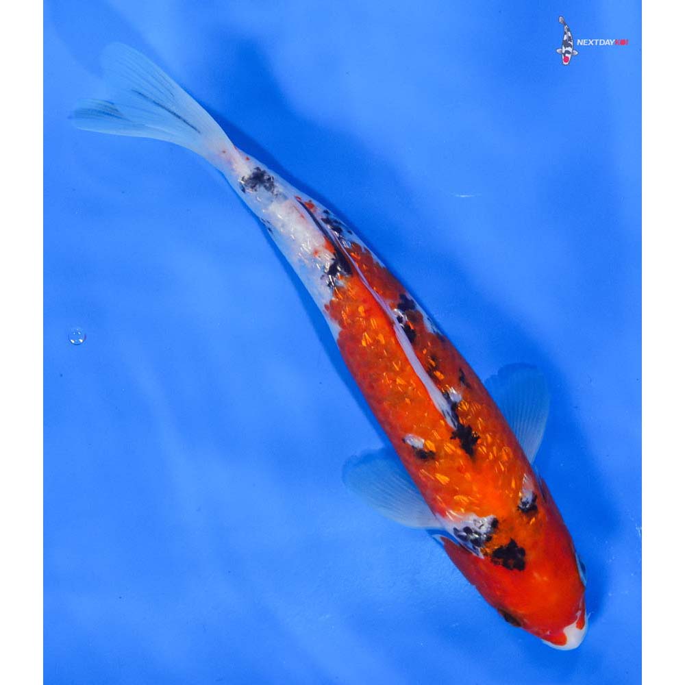 8” Imported Gin Rin Sanke