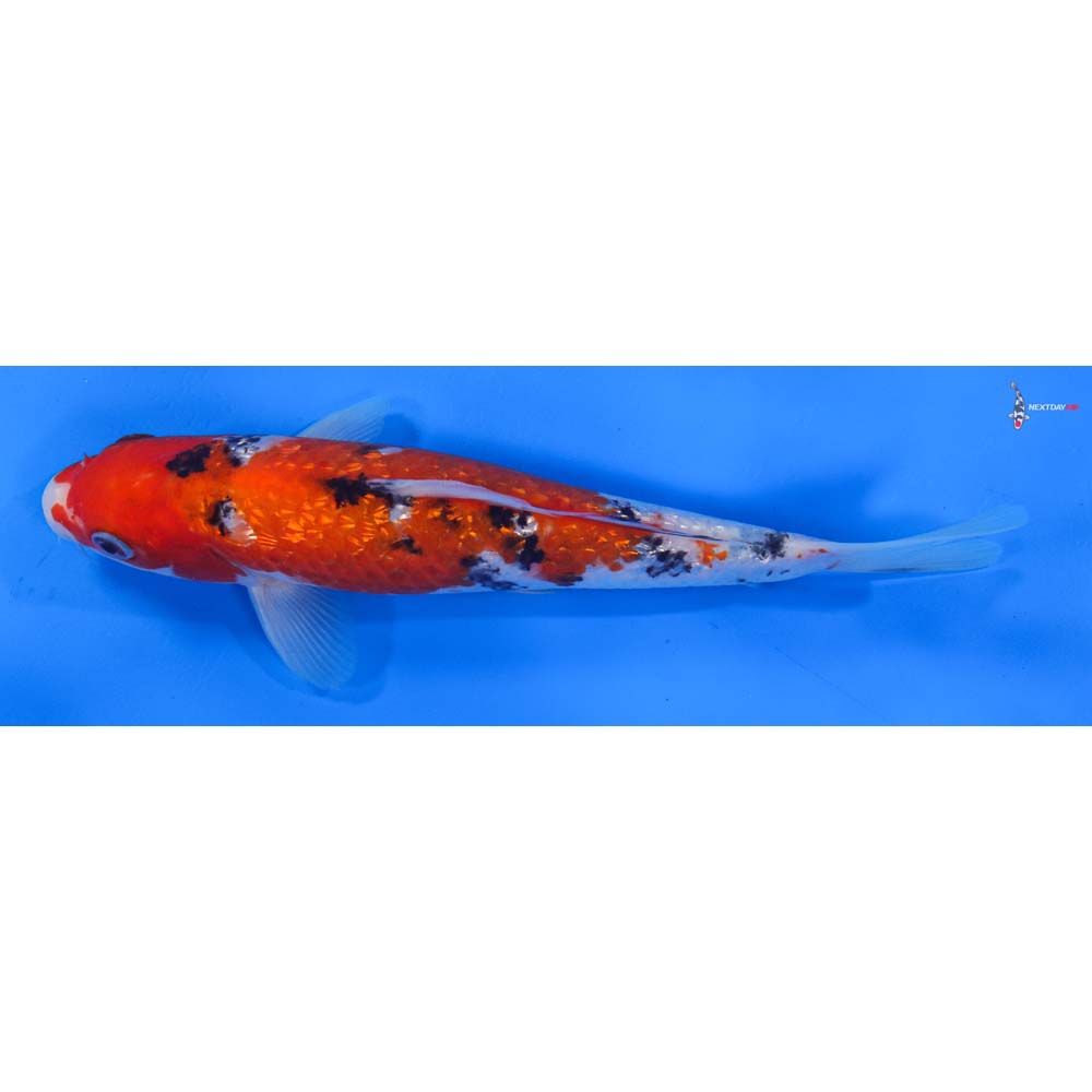 8” Imported Gin Rin Sanke