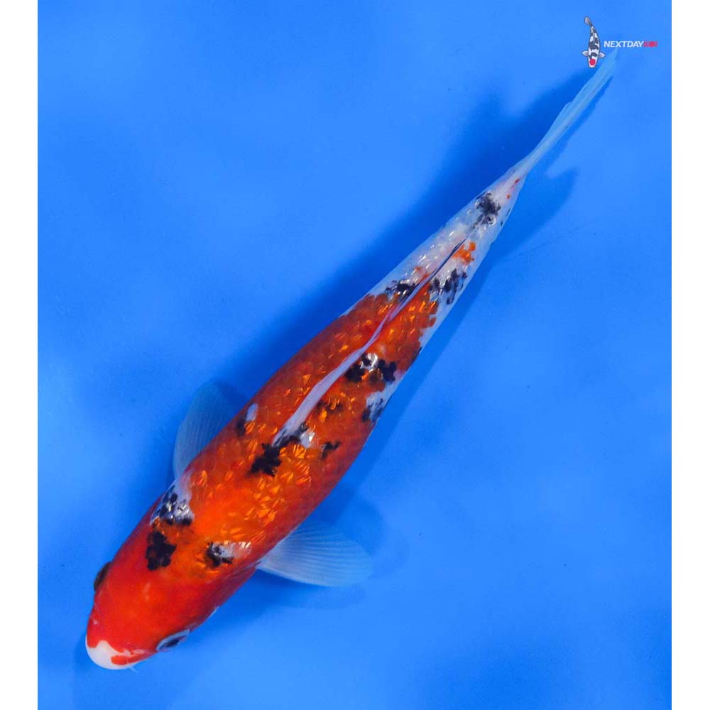 8” Imported Gin Rin Sanke