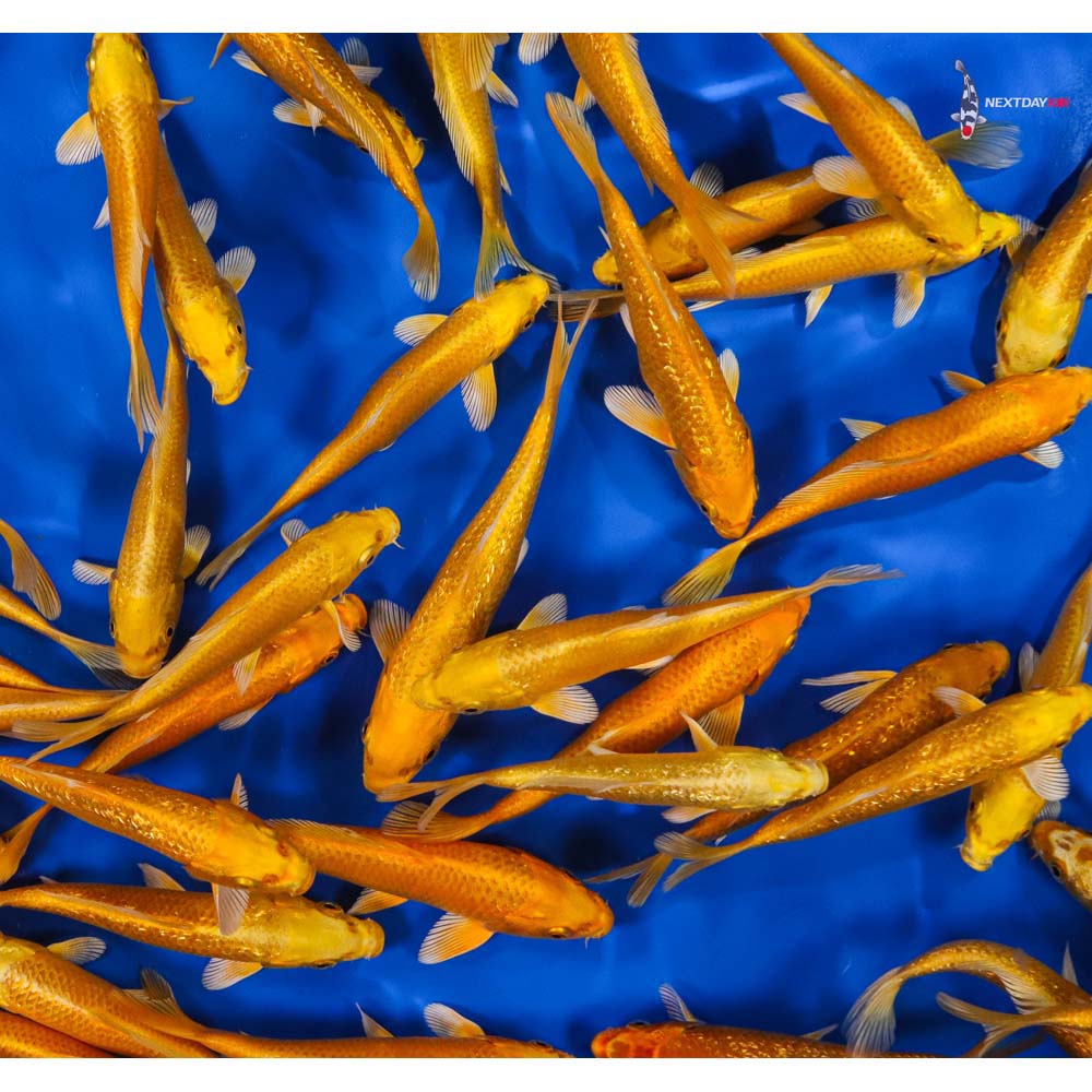 5-6" Imported Yamabuki Ogon Koi Mix