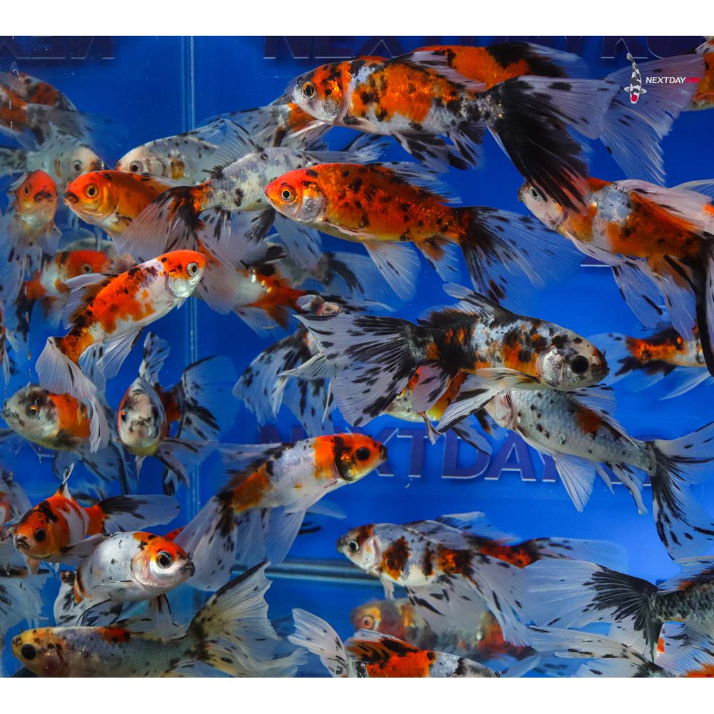 3-4” Imported Bristol Shubunkin Goldfish - Image 3