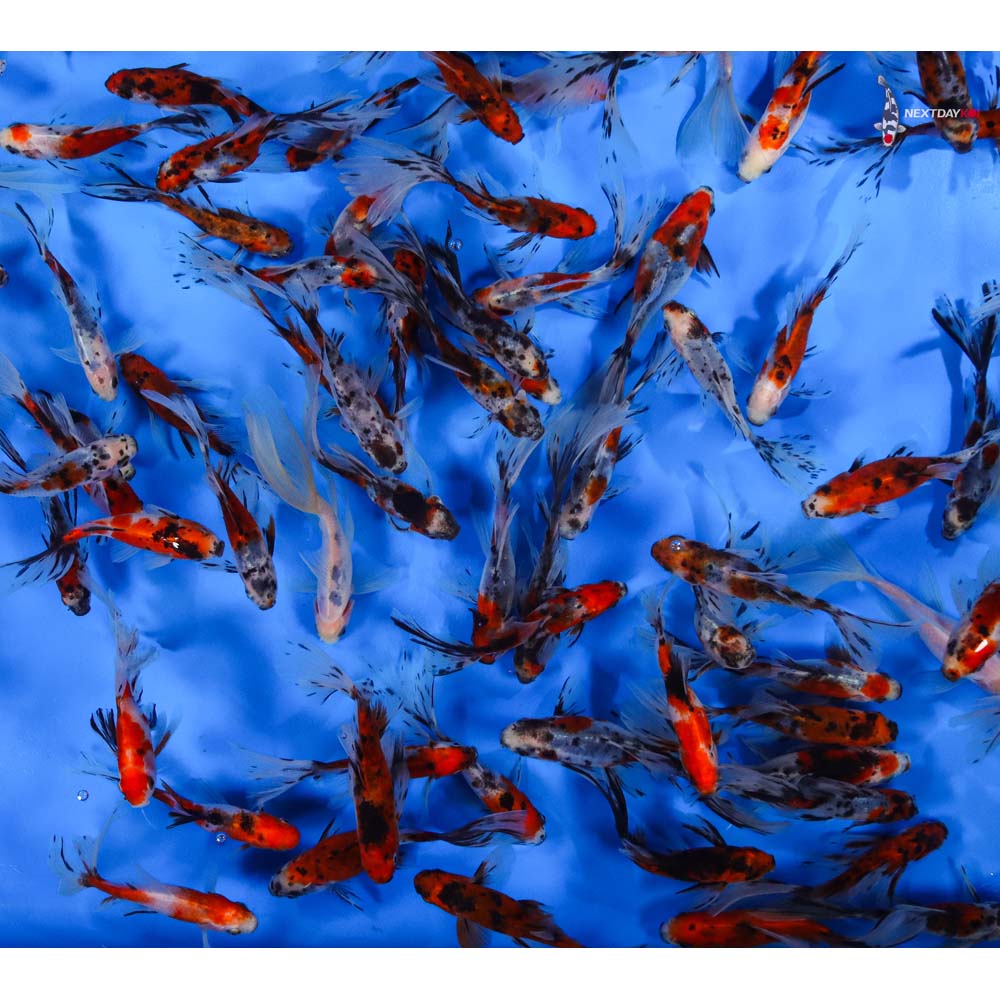 3-4” Imported Bristol Shubunkin Goldfish - Image 2