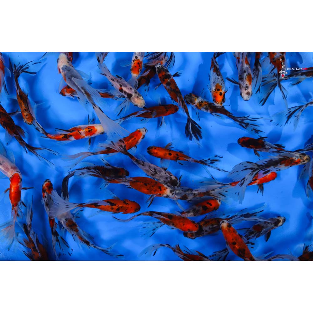 3-4” Imported Bristol Shubunkin Goldfish - Image 4