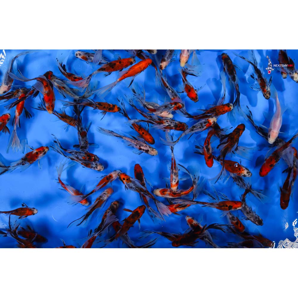 3-4” Imported Bristol Shubunkin Goldfish - Image 6