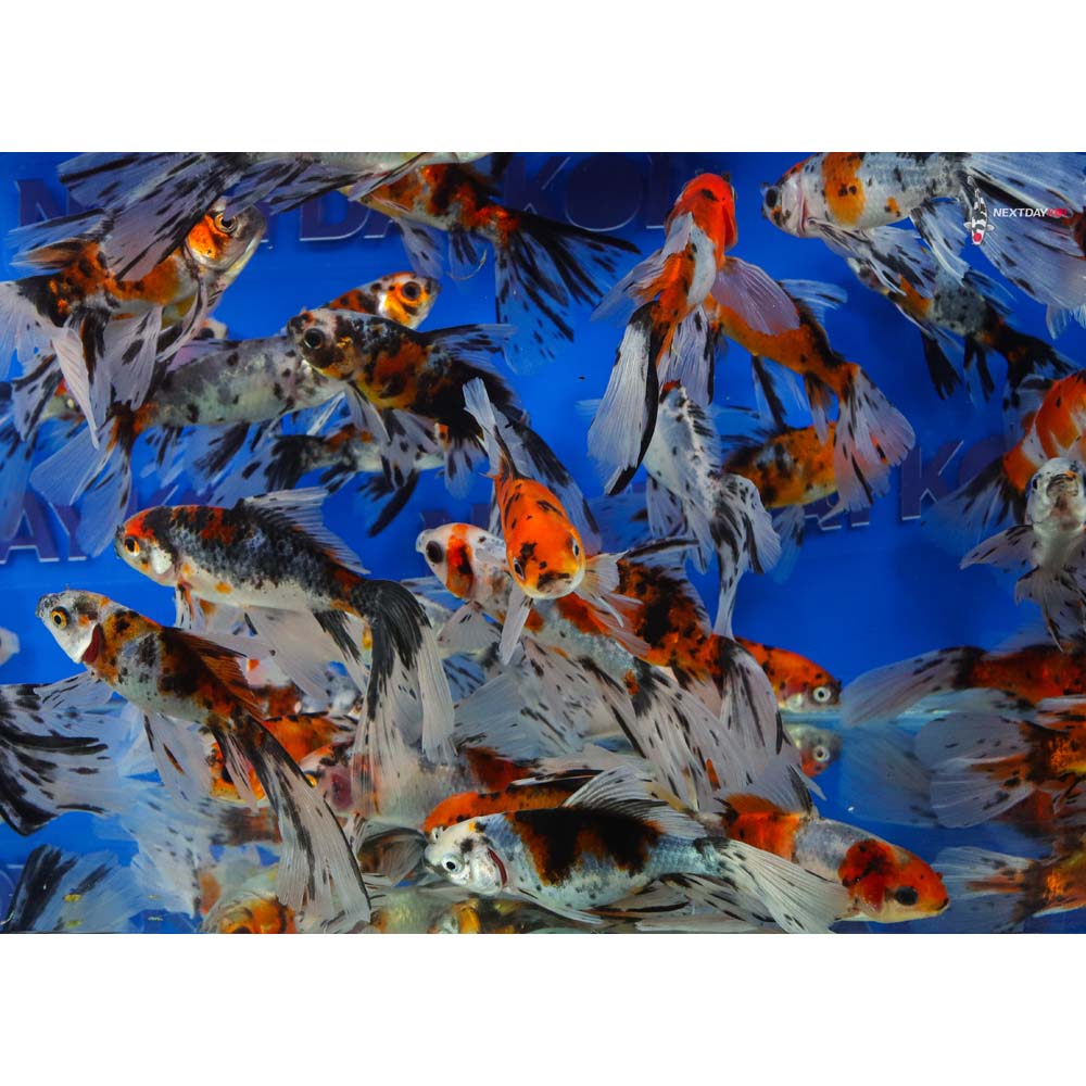 3-4” Imported Bristol Shubunkin Goldfish - Image 7