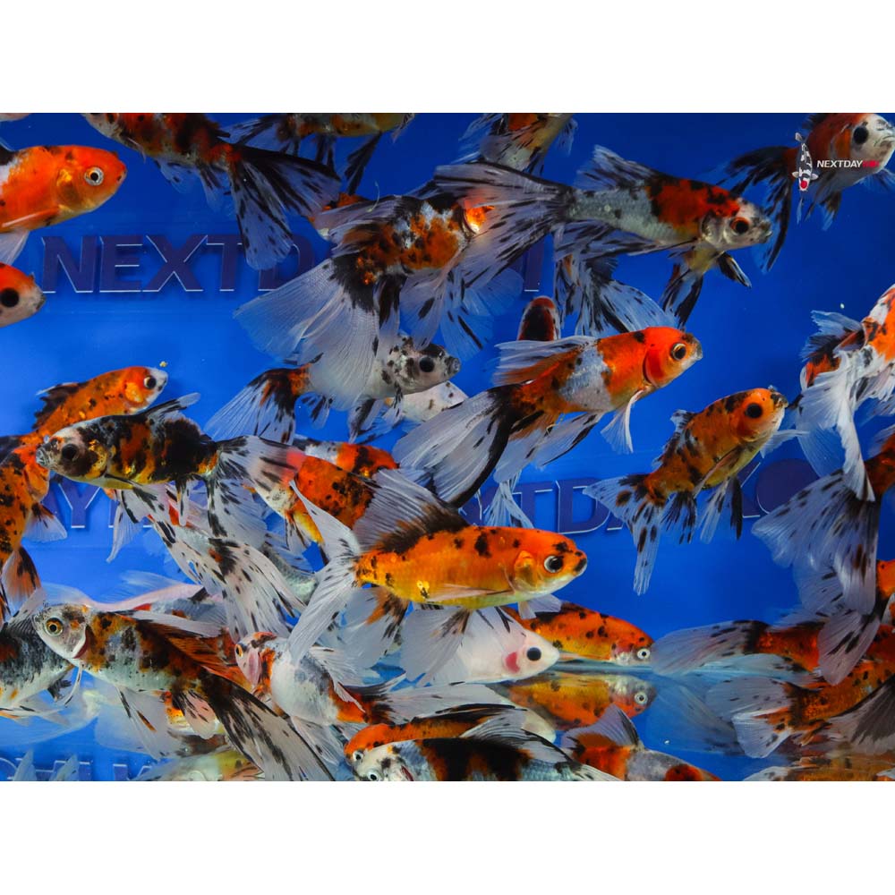 3-4” Imported Bristol Shubunkin Goldfish - Image 5