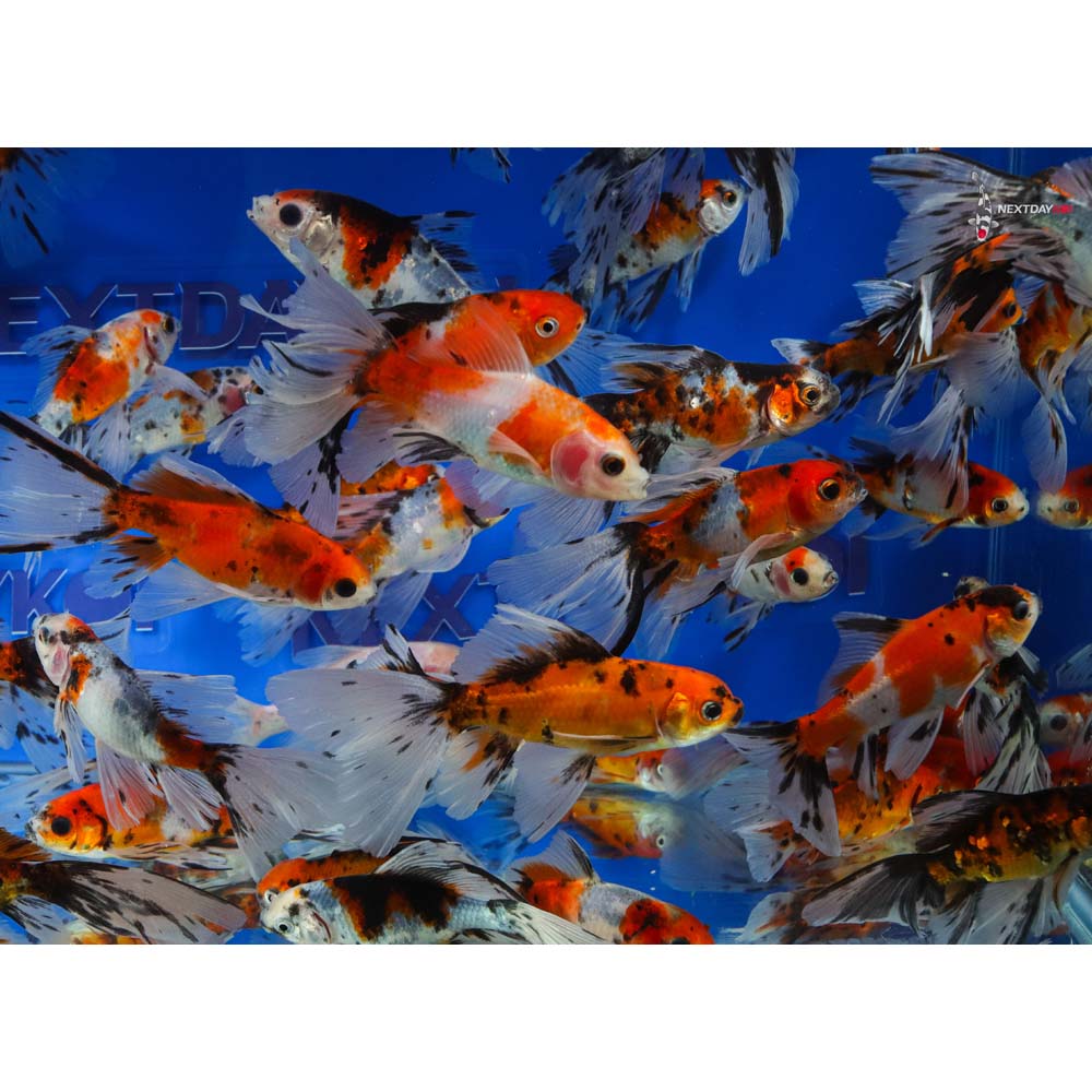 3-4” Imported Bristol Shubunkin Goldfish