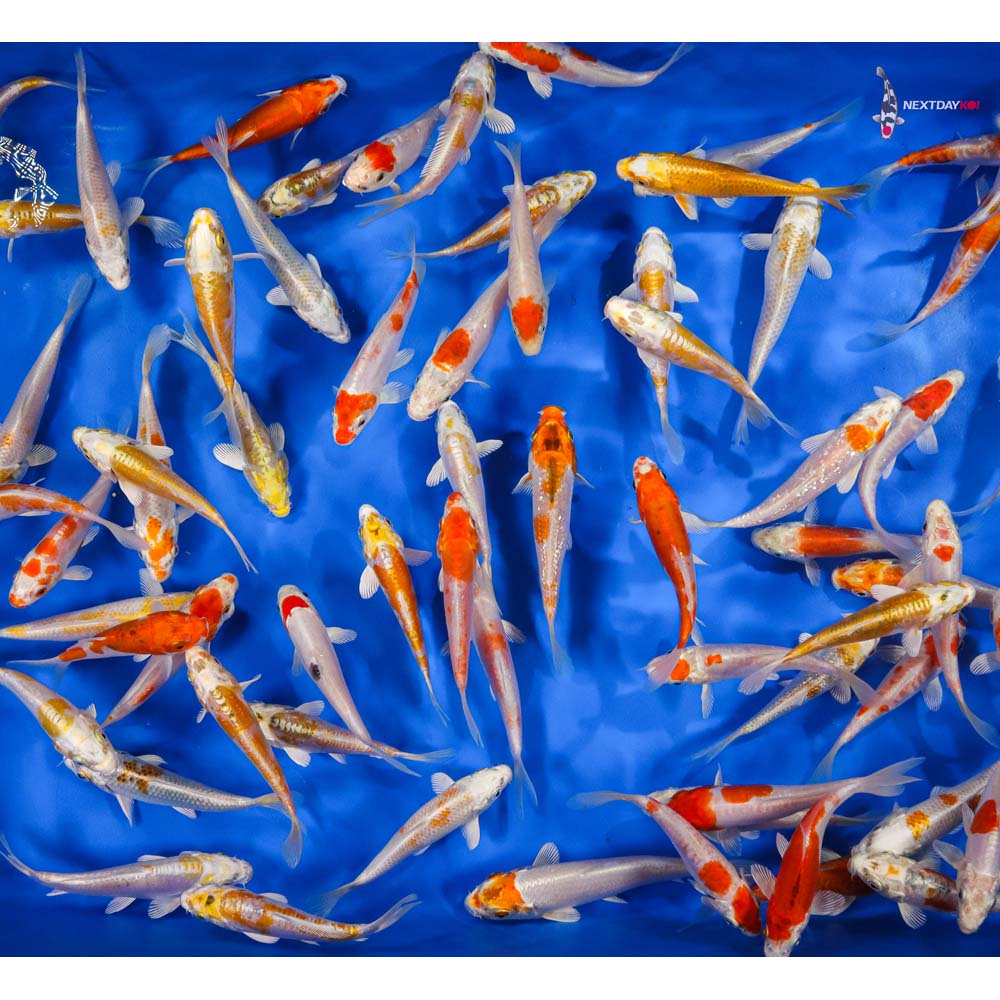 4-5" Imported Hikari Koi Mix