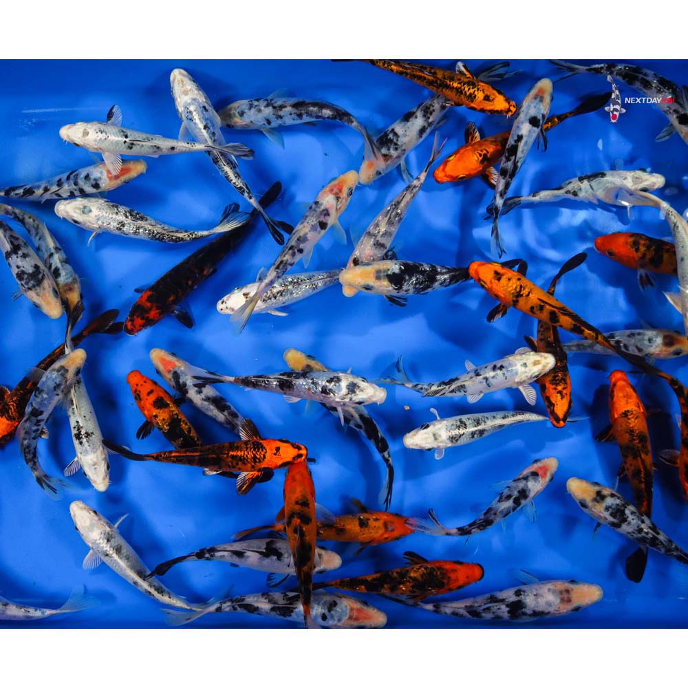 5-6" Imported Bekko Koi Mix