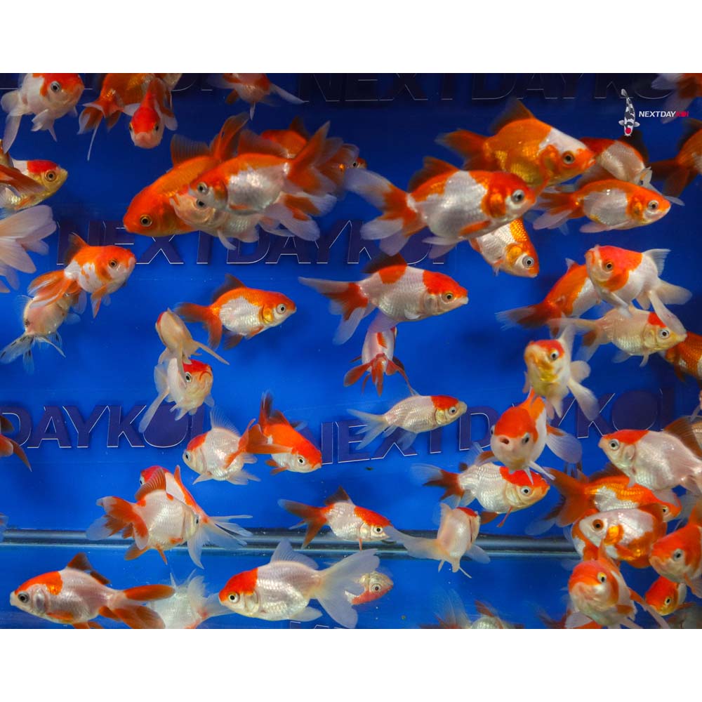 Alternative view of 2.5-3" Imported Red and White Fantail Goldfish