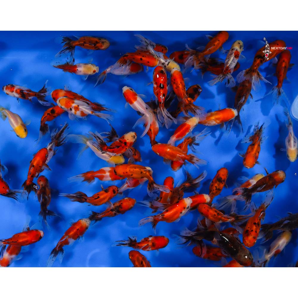 4-4.5" Imported Calico Oranda Goldfish - Image 6