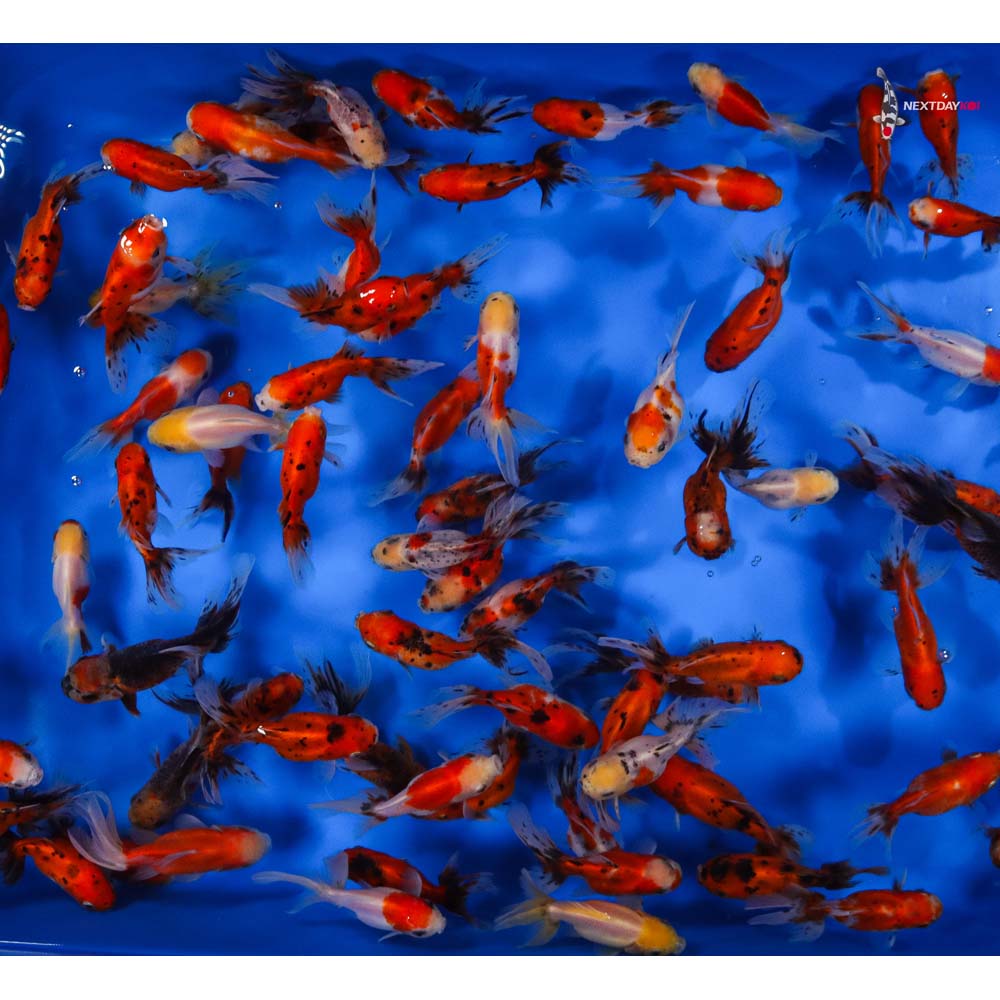 4-4.5" Imported Calico Oranda Goldfish - Image 4