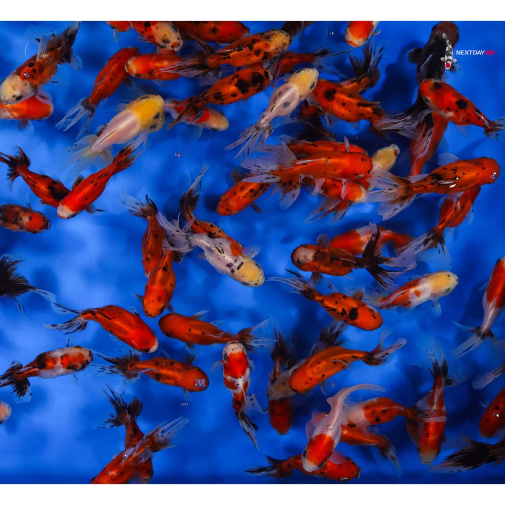 4-4.5" Imported Calico Oranda Goldfish - Image 2