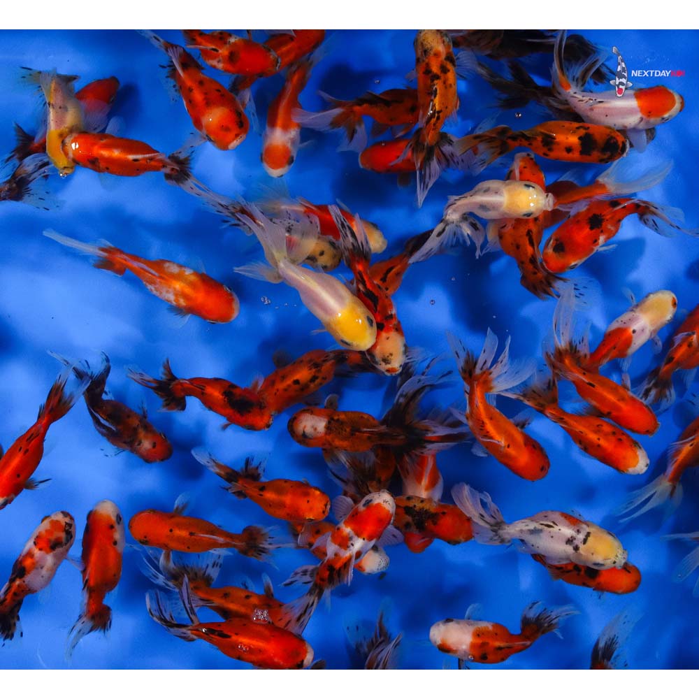 4-4.5" Imported Calico Oranda Goldfish - Image 8
