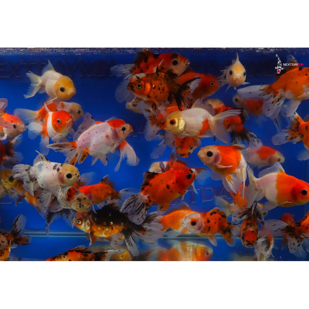 4-4.5" Imported Calico Oranda Goldfish - Image 3