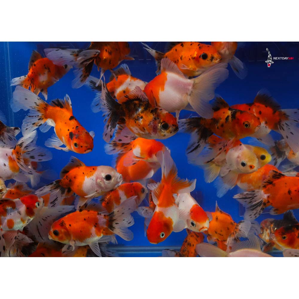 4-4.5" Imported Calico Oranda Goldfish - Image 7