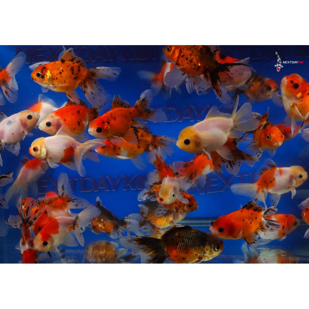 4-4.5" Imported Calico Oranda Goldfish - Image 9