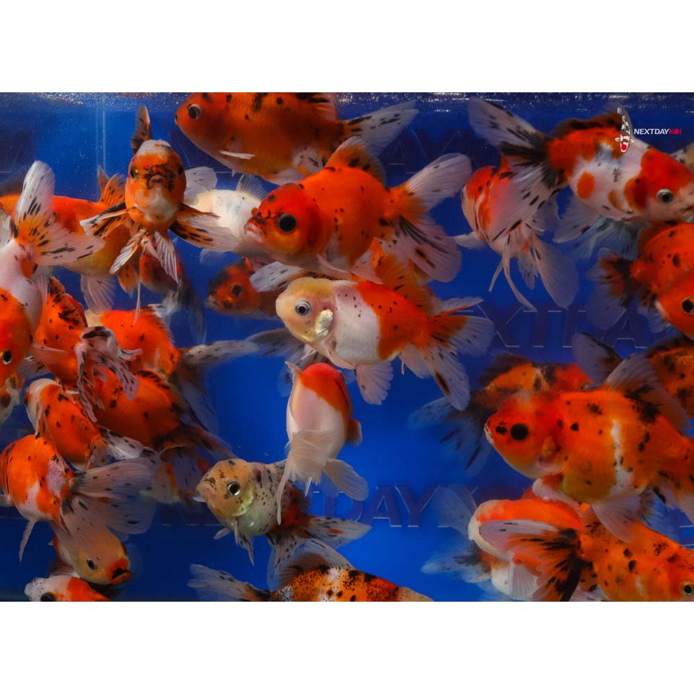 4-4.5" Imported Calico Oranda Goldfish - Image 5