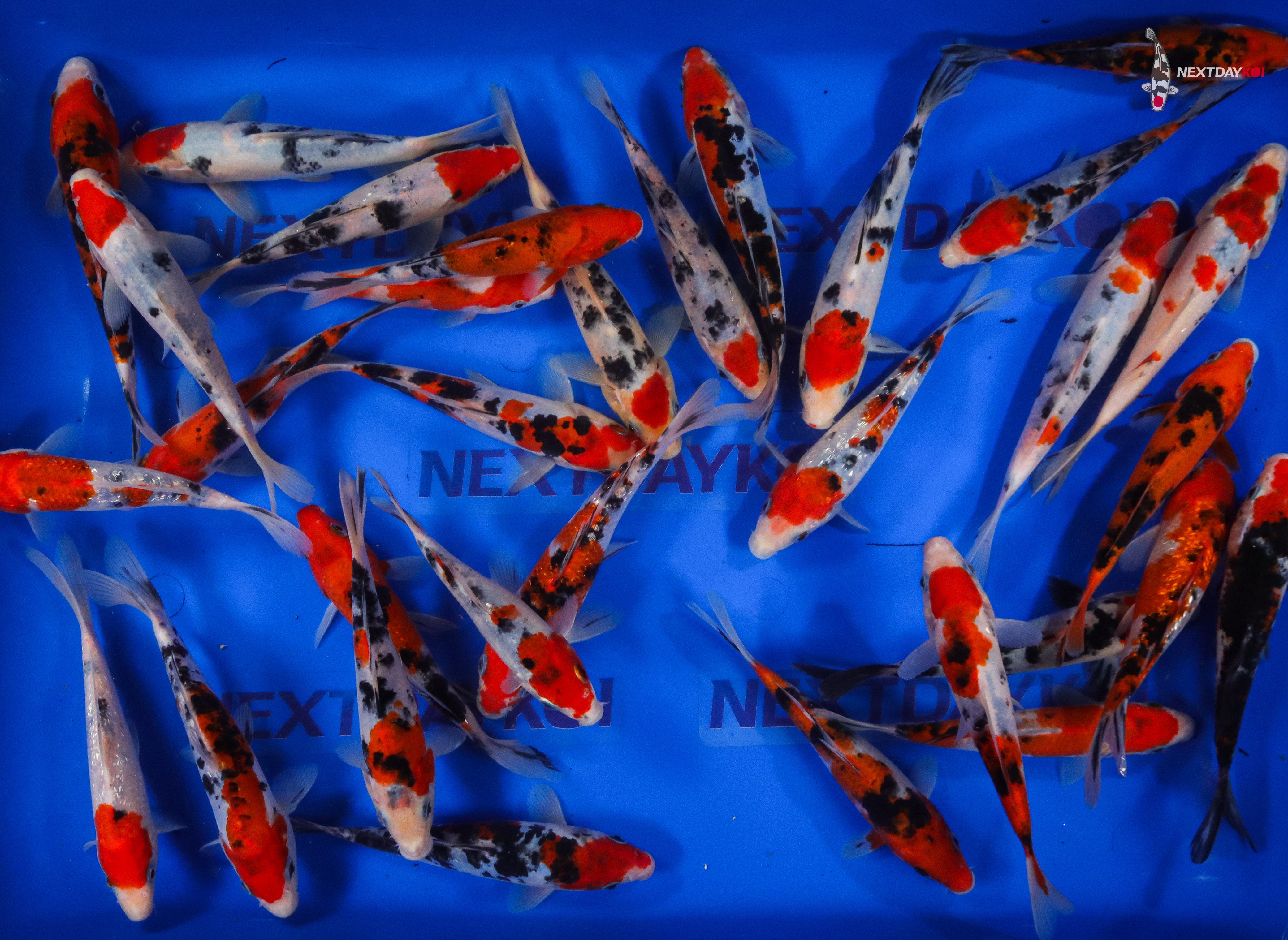 Alternative view of 6-7" Imported Sanke Koi Mix