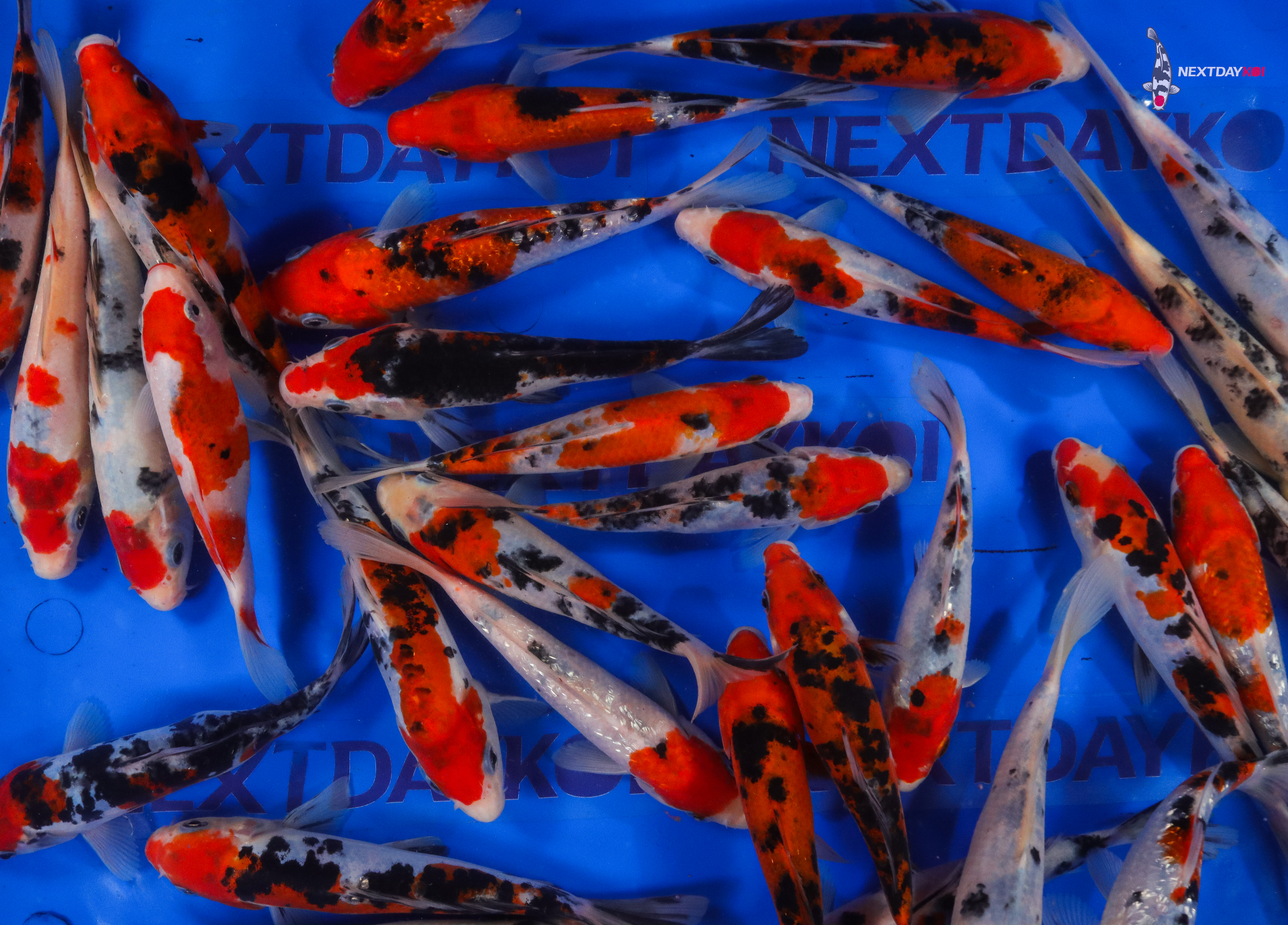 6-7" Imported Sanke Koi Mix